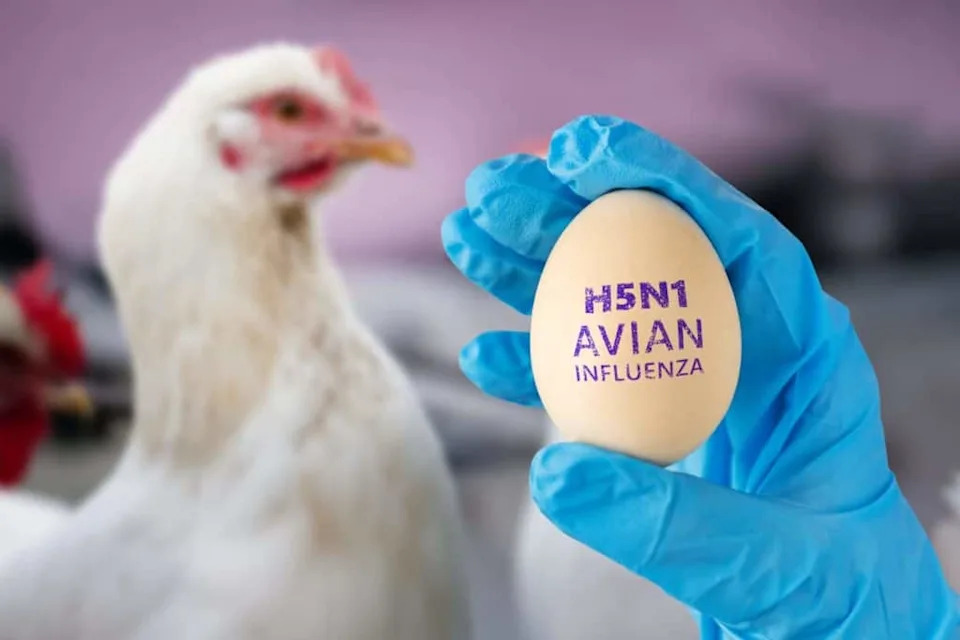 Alarm Na Kalifornijskoj Obali: H5N1 Potvrđen Kod Severnih Slonovskih Foka