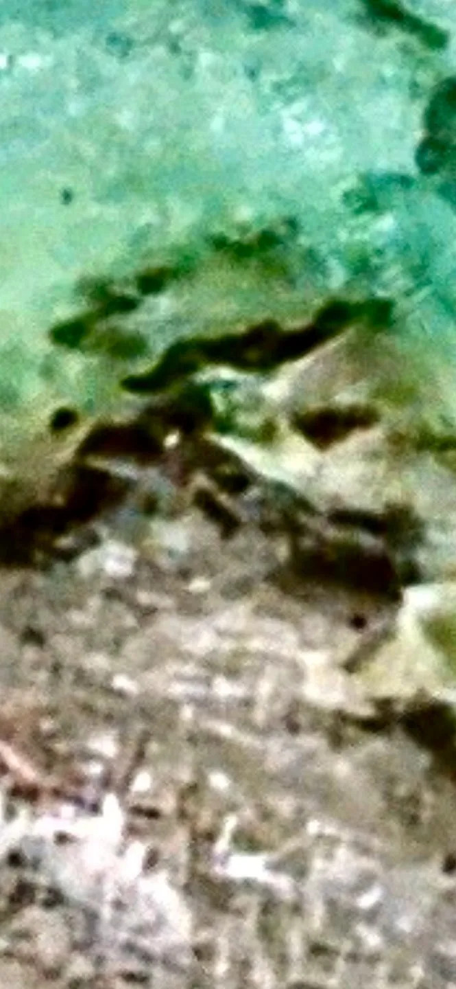 Pilot Tvrdi Da Je Na Google Earthu Pronašao Olupinu Amelije Earhart