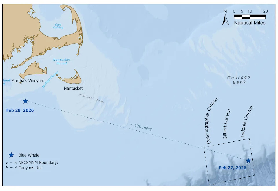 Retke Pojave Plavih Kitova: New England Aquarium Zabeležio Dve Uzastopne Viđanja Kod Obale Masačusetsa