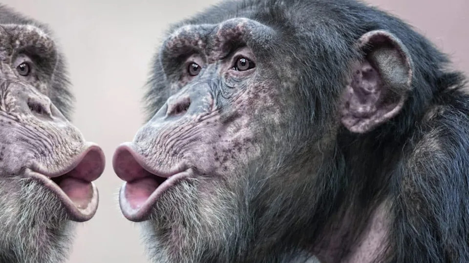 Mala Riba Koja Je Zapanjila Naučnike: Kako Bluestreak Cleaner Wrasse Koristi Ogledalo Da Pronađe Oznaku