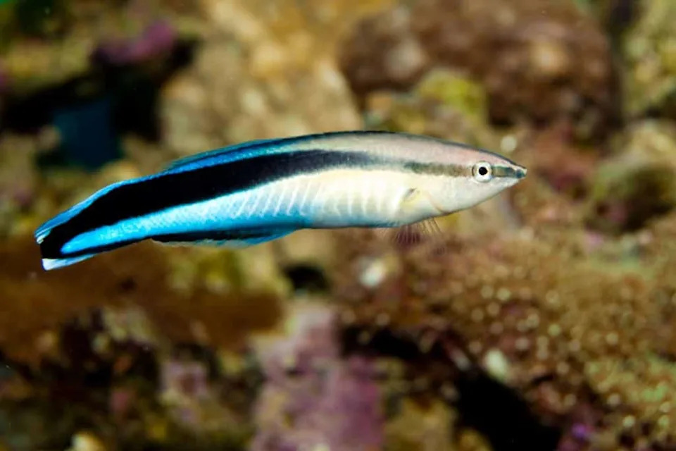 Mala Riba Koja Je Zapanjila Naučnike: Kako Bluestreak Cleaner Wrasse Koristi Ogledalo Da Pronađe Oznaku