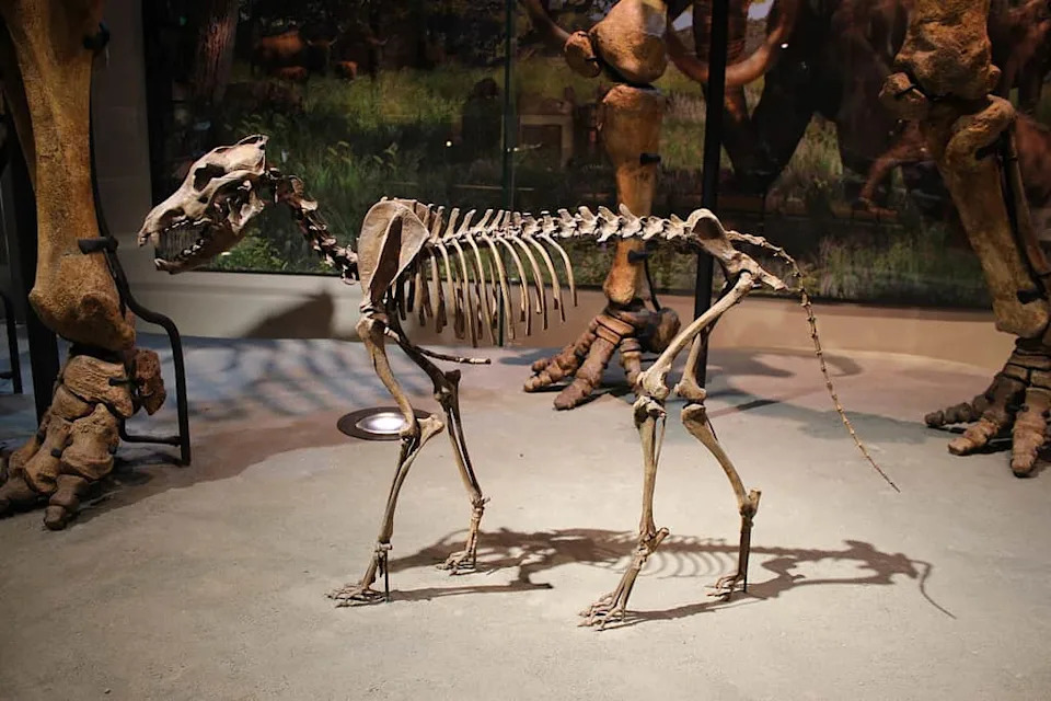 Da Li Su Genetski „Oživljeni“ Dire Vukovi Pravi Dire Vukovi? Naučnici Raspravljaju