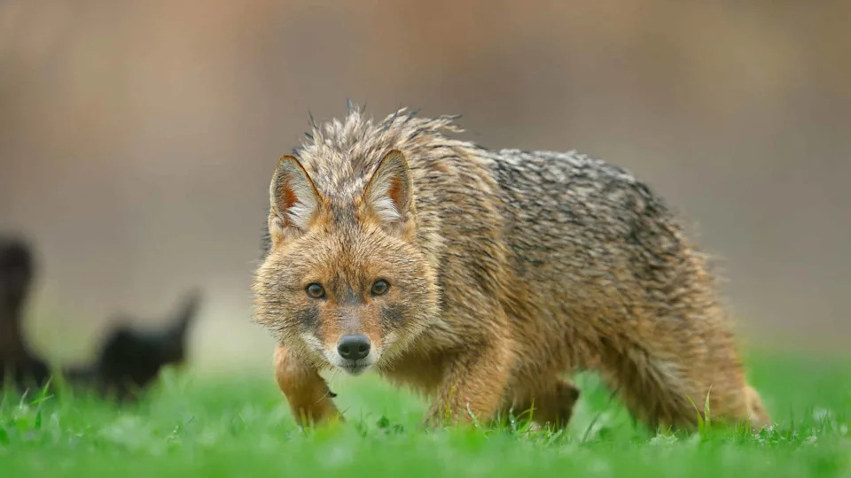Da Li Su Genetski „Oživljeni“ Dire Vukovi Pravi Dire Vukovi? Naučnici Raspravljaju