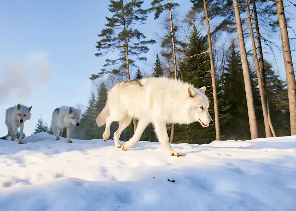Da Li Su Genetski „Oživljeni“ Dire Vukovi Pravi Dire Vukovi? Naučnici Raspravljaju