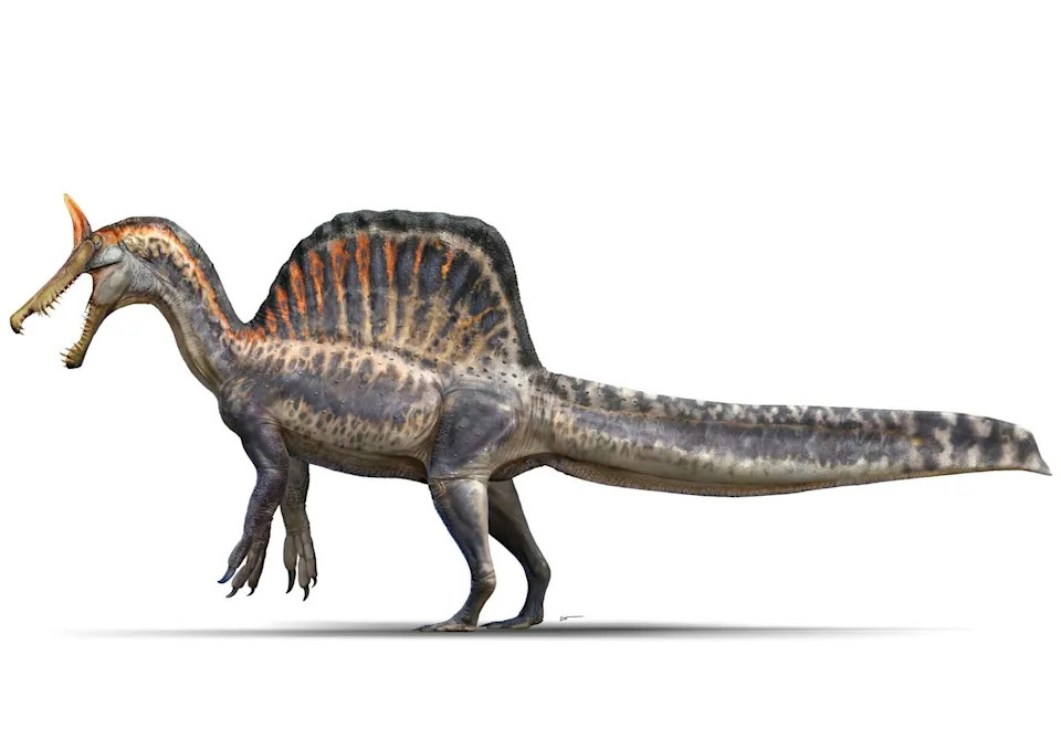 Kako je stara francuska mapa dovela do otkrića vrste Spinosaurus mirabilis u Sahari