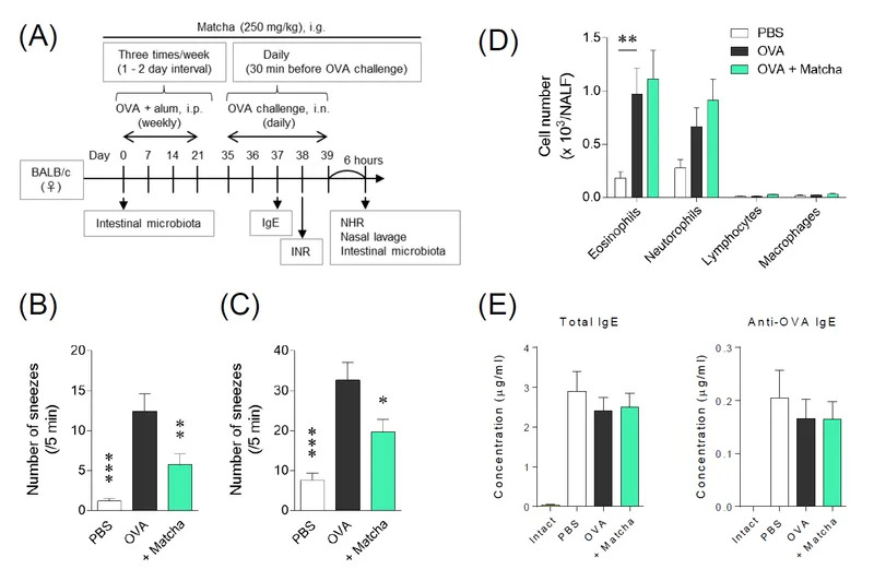 Može Li Šolja Matcha Čaja Zaustaviti Kijanje? Japanska Studija Donosi Neočekivane Nalaze