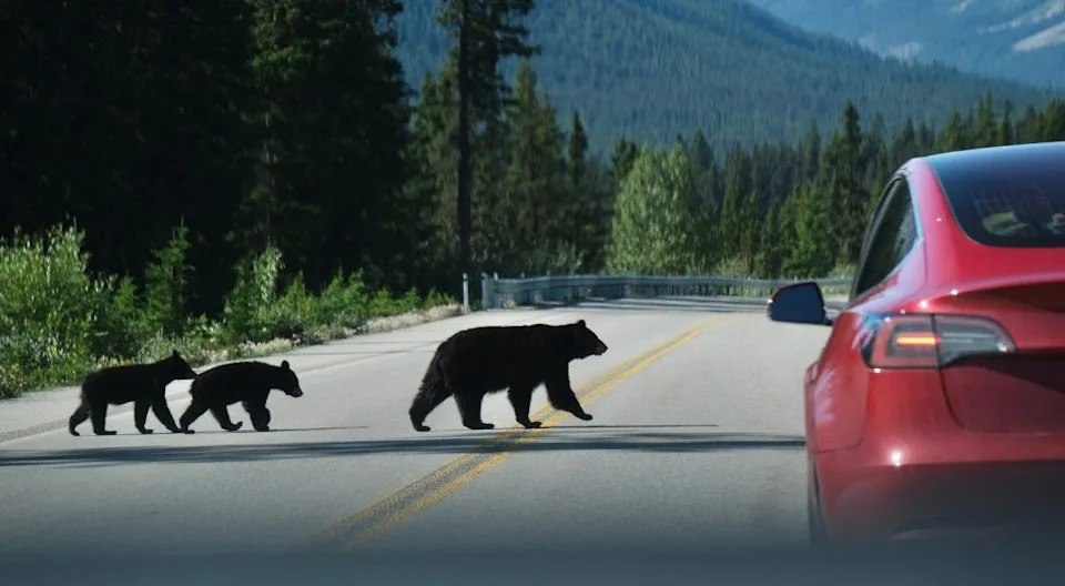 When Wildlife Gets Too Comfortable With Humans: Risks, Rewards and 30 Years of Evidence