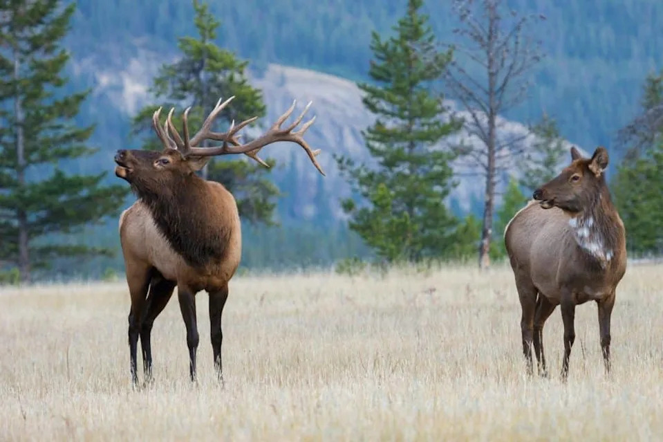 When Wildlife Gets Too Comfortable With Humans: Risks, Rewards and 30 Years of Evidence