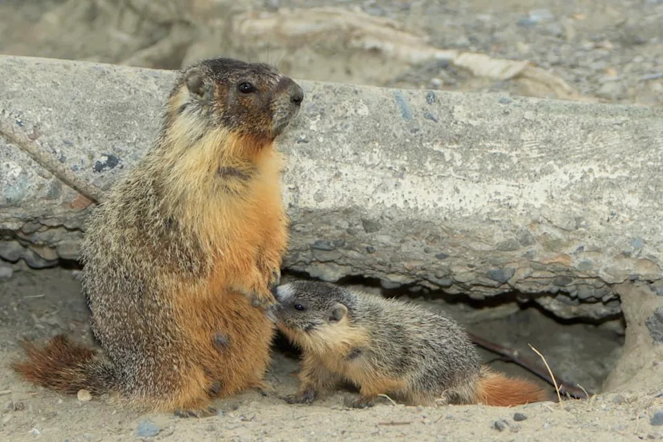 When Wildlife Gets Too Comfortable With Humans: Risks, Rewards and 30 Years of Evidence