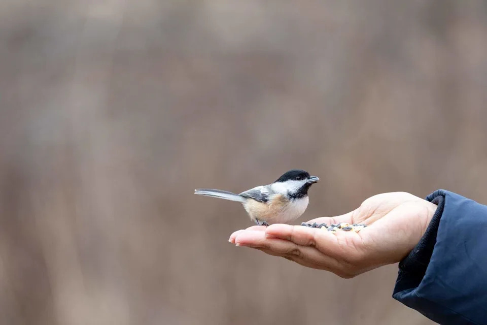 When Wildlife Gets Too Comfortable With Humans: Risks, Rewards and 30 Years of Evidence