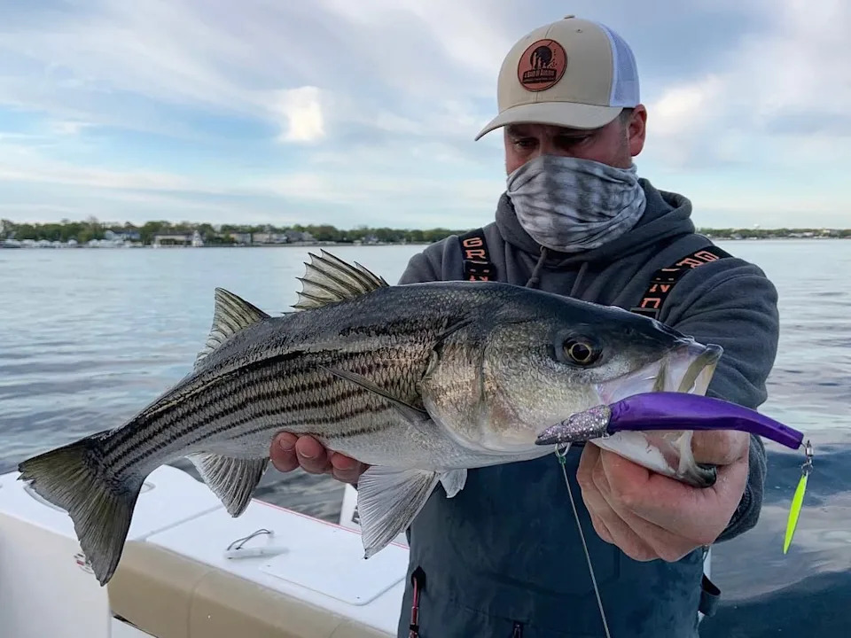 Chesapeake Bay Striped Bass At Risk — Cold Winter Offers Hope, But Conservation Is Urgent