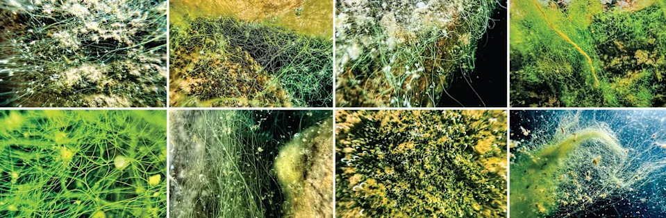 Zašto visinska jezera Stenovitih planina postaju zelena: naučnici objašnjavaju rast algi i rizike za ekosisteme