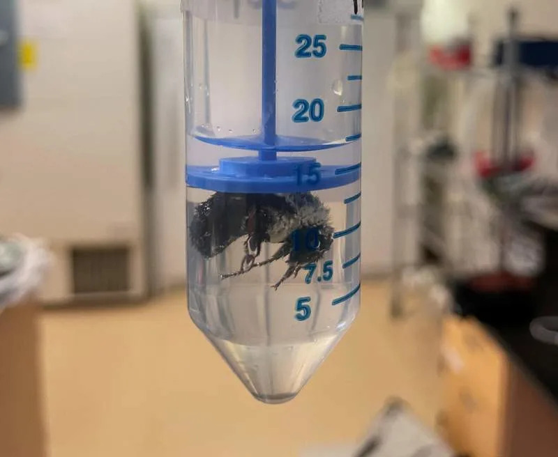 Kraljice bumbara mogu da prežive potapanje duže od nedelju dana — evo kako