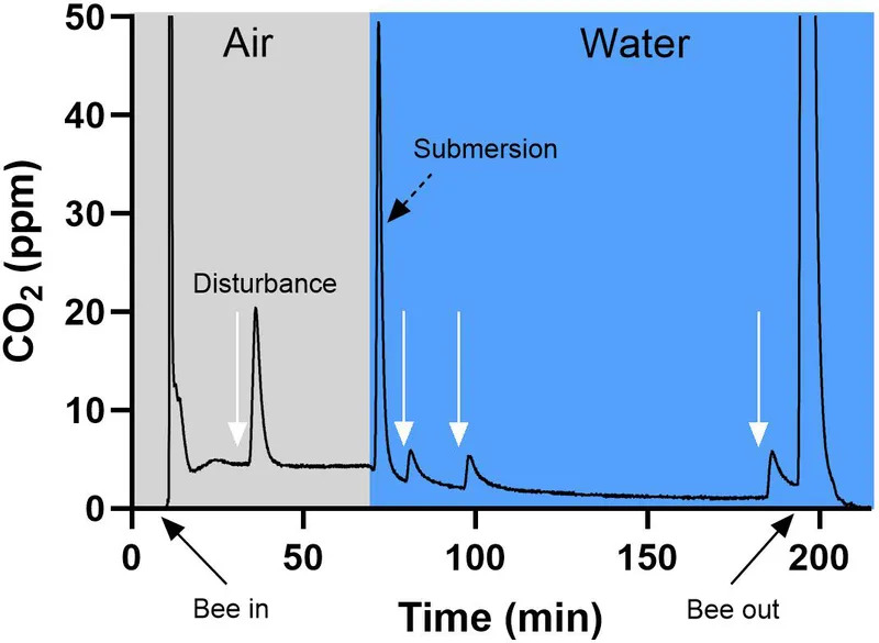 Kraljice bumbara mogu da prežive potapanje duže od nedelju dana — evo kako