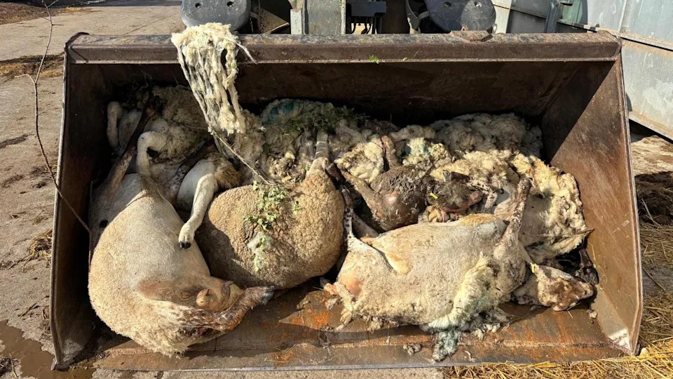 Novi zakon u Engleskoj i Velsu: Neograničene kazne za vlasnike pasa koji napadnu stoku