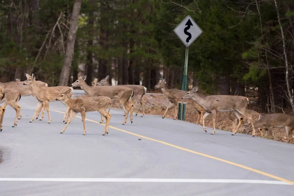 Može Li Kontraceptivna Vakcina IZUMO1 Rešiti Problem Prekomernih Populacija Životinja?