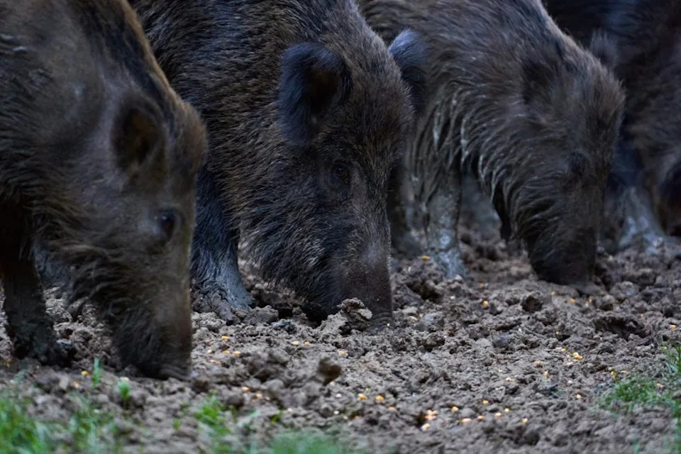 Može Li Kontraceptivna Vakcina IZUMO1 Rešiti Problem Prekomernih Populacija Životinja?