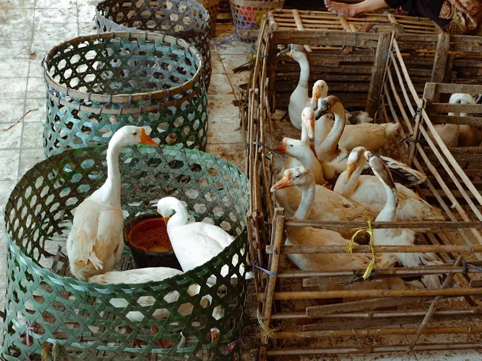 Nadzor ptičje influence postao pametniji: Testiranje vazduha u pijacama otkriva H5N1 brže od briseva ptica