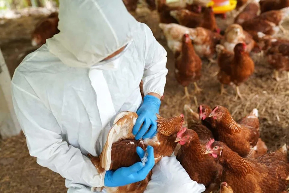 Nadzor ptičje influence postao pametniji: Testiranje vazduha u pijacama otkriva H5N1 brže od briseva ptica