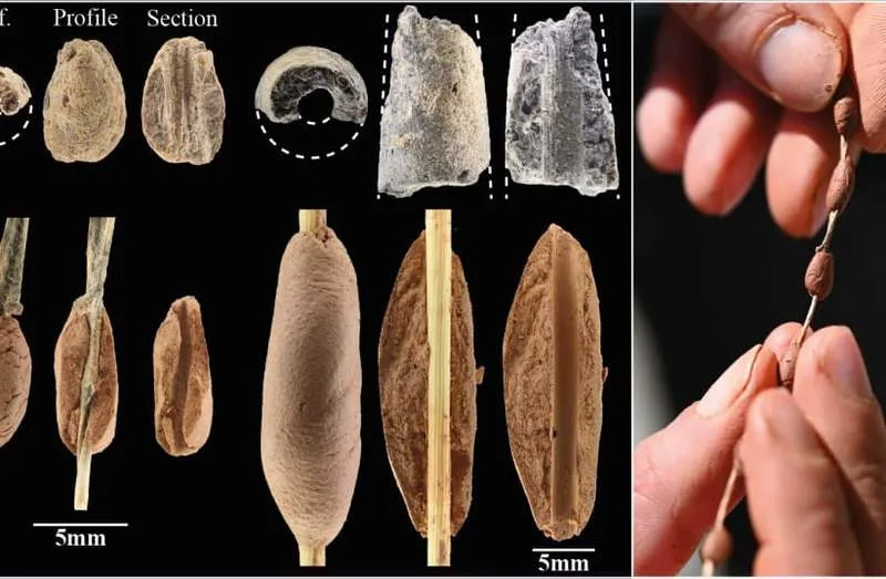 142 Glinene Perle Stare ~15.000 Godina Otkrivene U Severnom Izraelu — Najraniji Ukrasni Predmeti U Jugozapadnoj Aziji