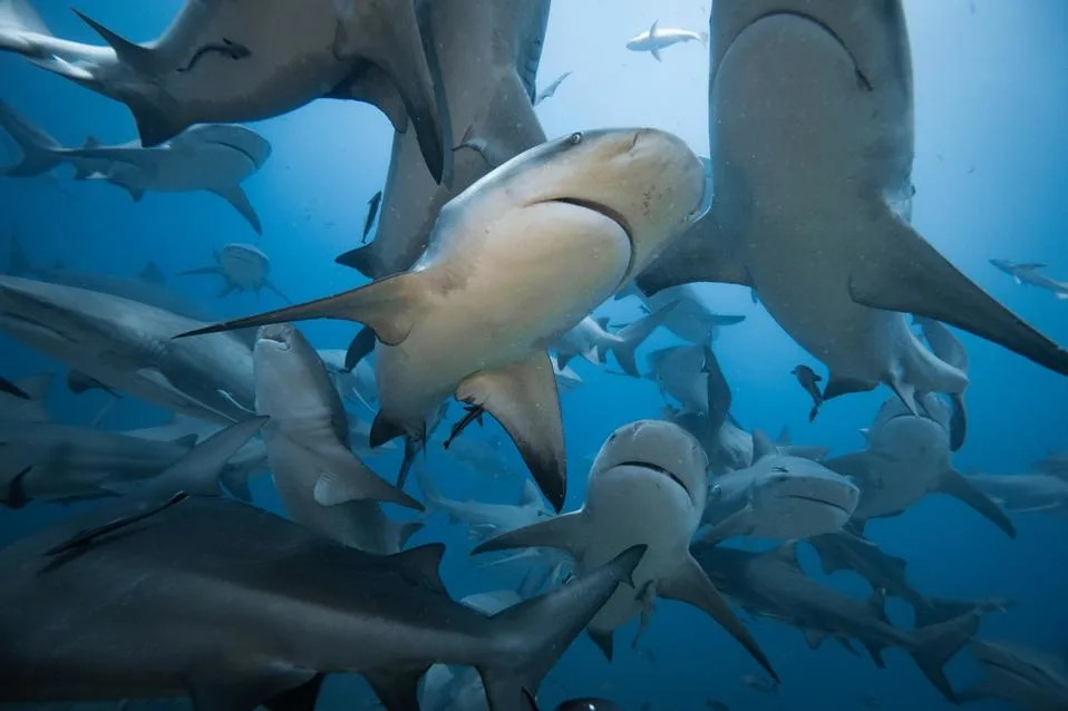 Imaju Li Bik Ajkule Prijatelje? Nova Studija Otkriva Njihove Skrivene Društvene Mreže