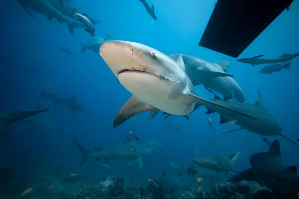 Imaju Li Bik Ajkule Prijatelje? Nova Studija Otkriva Njihove Skrivene Društvene Mreže