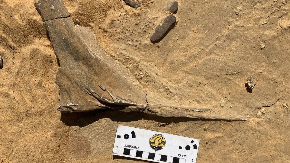 Novootkriveni „pakleni čaplj“: Spinosaurus mirabilis otkriva kako su divovski dinosauri lovili uz obalu