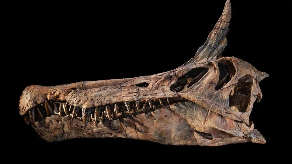 Novootkriveni „pakleni čaplj“: Spinosaurus mirabilis otkriva kako su divovski dinosauri lovili uz obalu