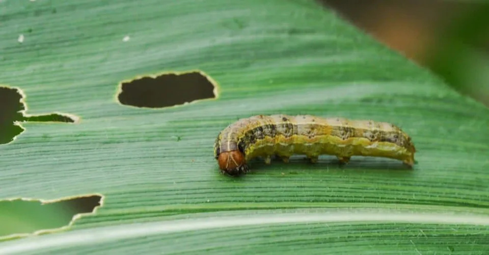 Moljci Fall Armyworm Koriste Zemljino Magnetno Polje Kao Prirodni „GPS“ — Nova Studija Objašnjava Kako
