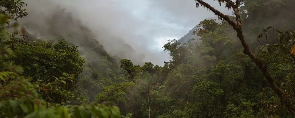 Drevni papagaji otkrivaju tajnu trgovačku rutu preko Anda — trgovina pre Inka