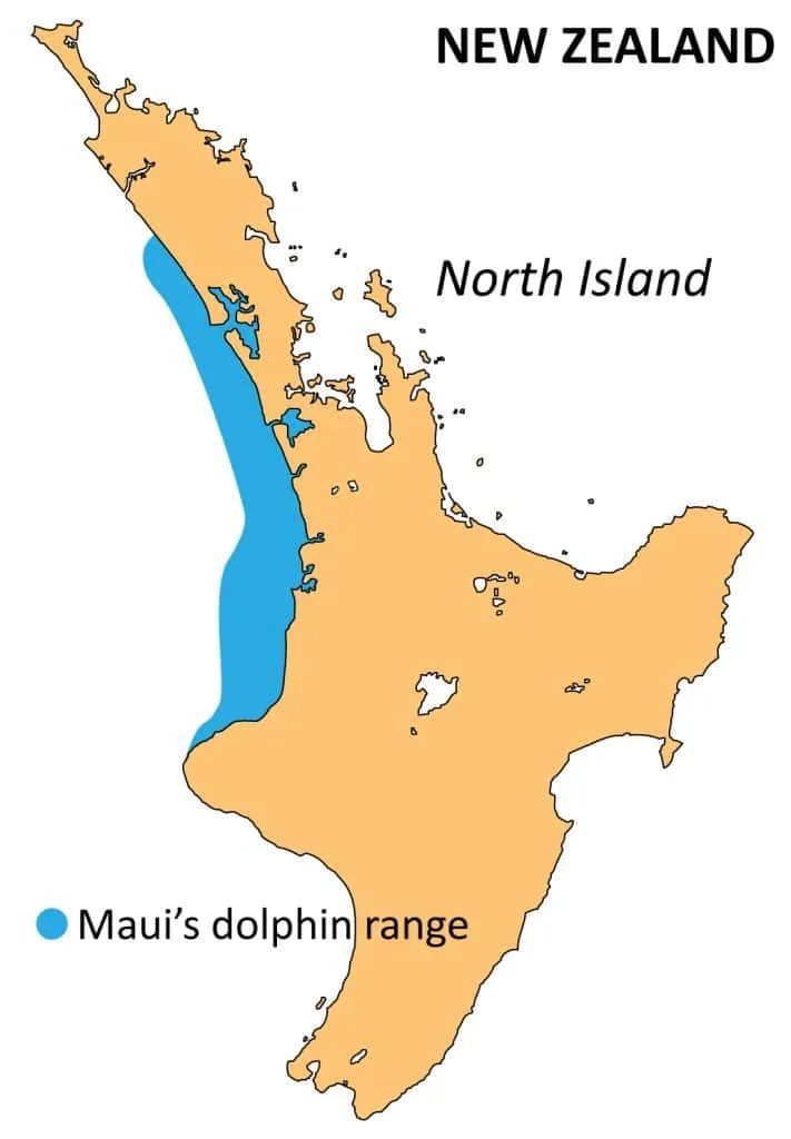 Every Dolphin Counts: How Strandings Are Helping Save the Critically Endangered Māui Dolphin