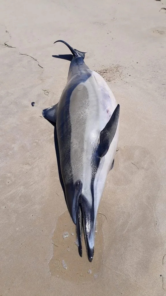 Every Dolphin Counts: How Strandings Are Helping Save the Critically Endangered Māui Dolphin