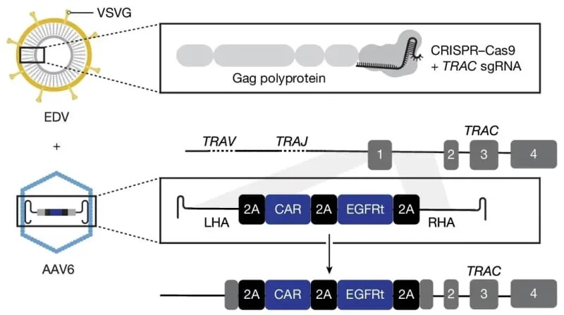 Novi injekcioni sistem iz UCSF‑a preprogramira CAR‑T ćelije direktno u telu — jedna doza lečila leukemiju kod miševa