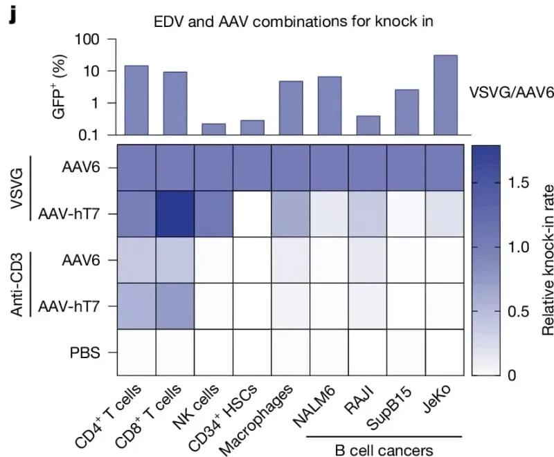 Novi injekcioni sistem iz UCSF‑a preprogramira CAR‑T ćelije direktno u telu — jedna doza lečila leukemiju kod miševa