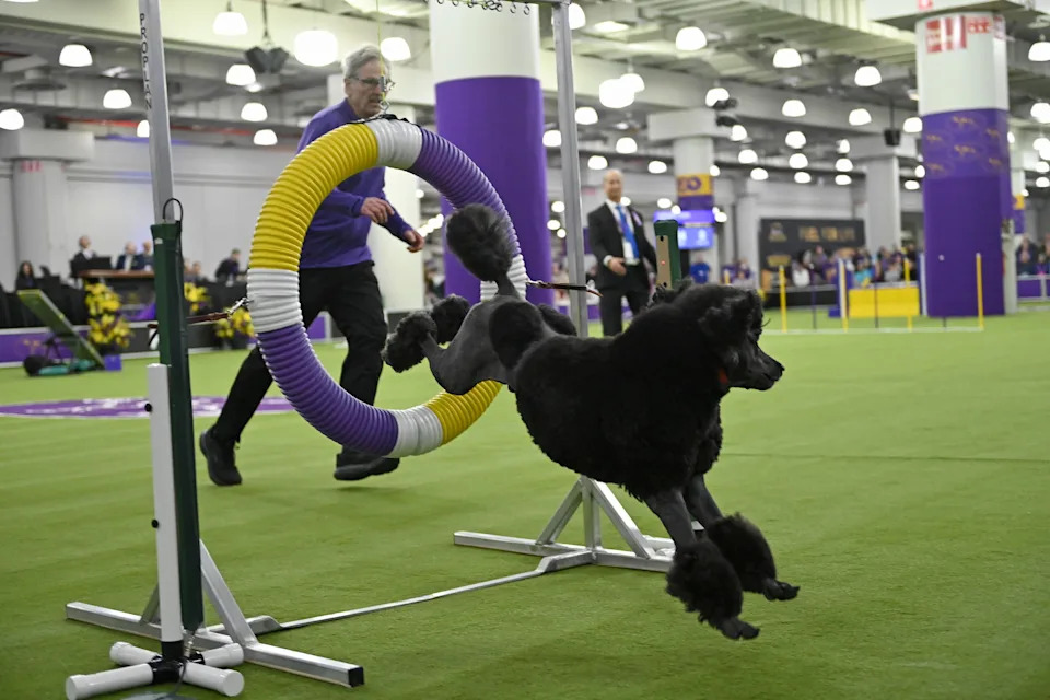 Otkriven Retki Rak „Diva“: Tri Primerka Vela carli Pokazuju Muške i Ženske Osobine