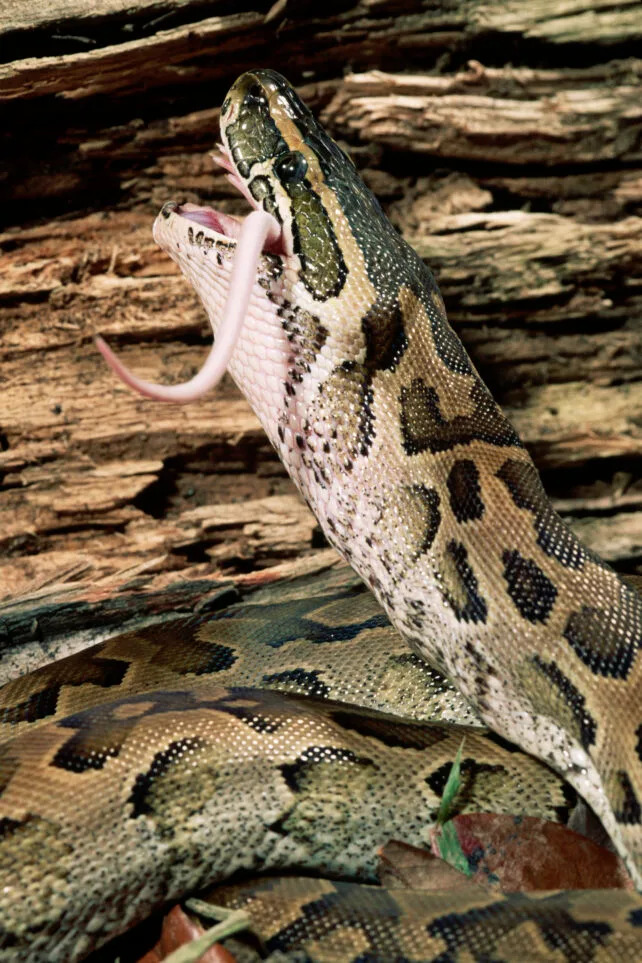 Metabolit iz krvi pitona (pTOS) može otvarati novi put u lečenju gojaznosti