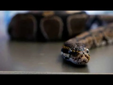 Metabolit iz krvi pitona (pTOS) može otvarati novi put u lečenju gojaznosti