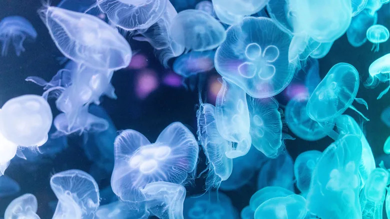 NASA Ima Loše Vesti: Eksperiment Sa Meduzama Ukazuje Na Rizik Za Ljude Rođene U Svemiru