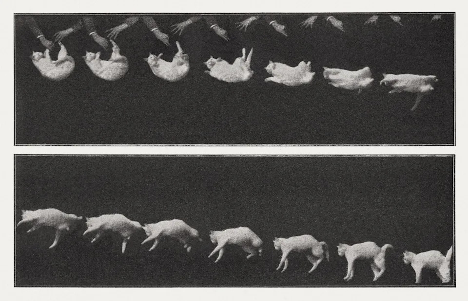 Zašto mačke uvek sleću na noge? Nova studija otkriva ulogu kičme