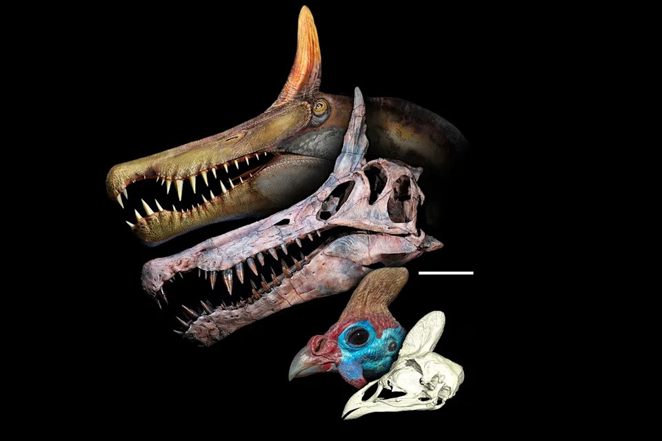 Otkrivena Nova Vrsta Spinosaurusa U Sahari: 