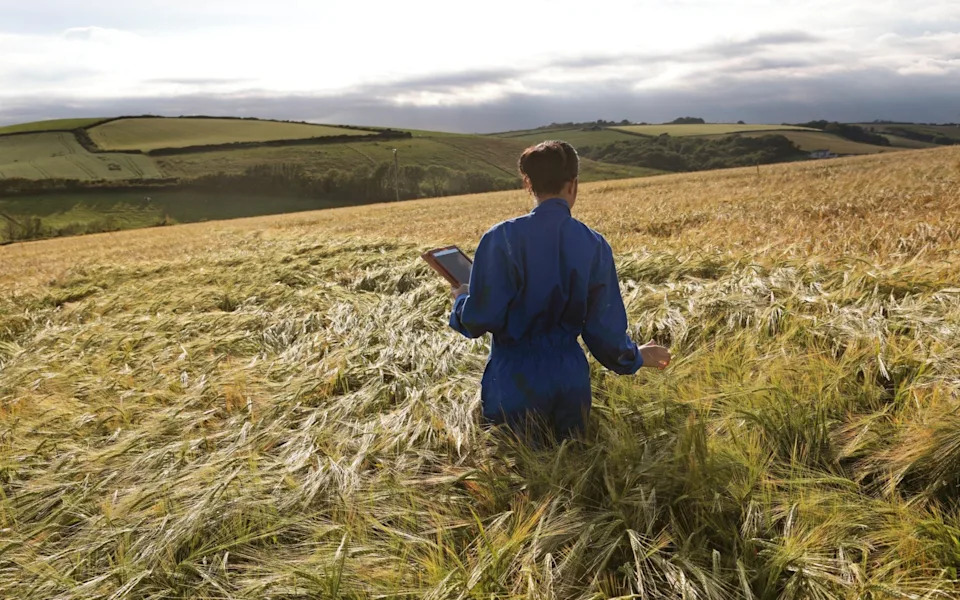 Sočniji odresci i manje emisije: Prvi genski uređeni ječam za stoku čeka odobrenje u Britaniji