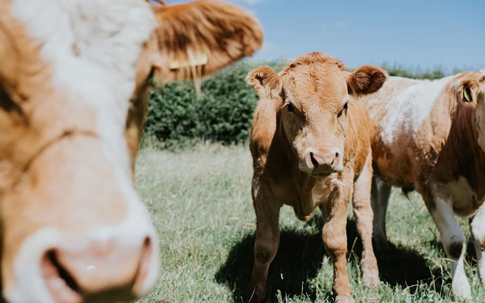 Sočniji odresci i manje emisije: Prvi genski uređeni ječam za stoku čeka odobrenje u Britaniji