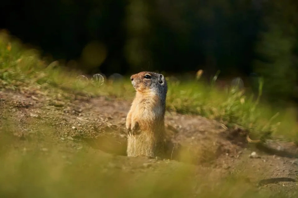 When the Plains Turned to Dust: How the Dust Bowl Devastated America’s Wildlife