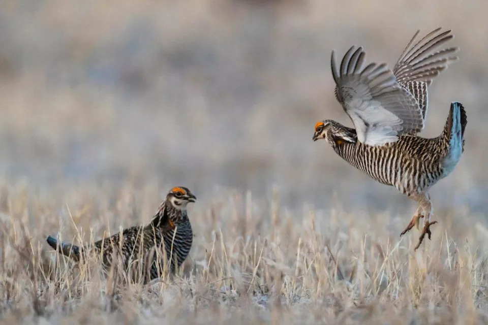 When the Plains Turned to Dust: How the Dust Bowl Devastated America’s Wildlife