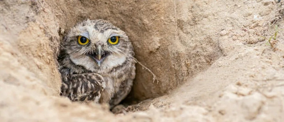 When the Plains Turned to Dust: How the Dust Bowl Devastated America’s Wildlife