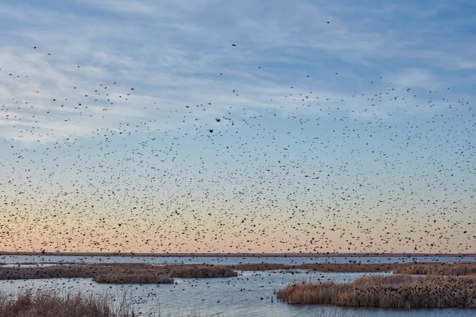 When the Plains Turned to Dust: How the Dust Bowl Devastated America’s Wildlife