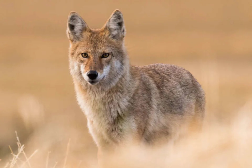 When the Plains Turned to Dust: How the Dust Bowl Devastated America’s Wildlife