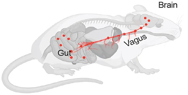Bakterije iz creva mogu dopreti do mozga putem vagusnog nerva, pokazala studija na miševima
