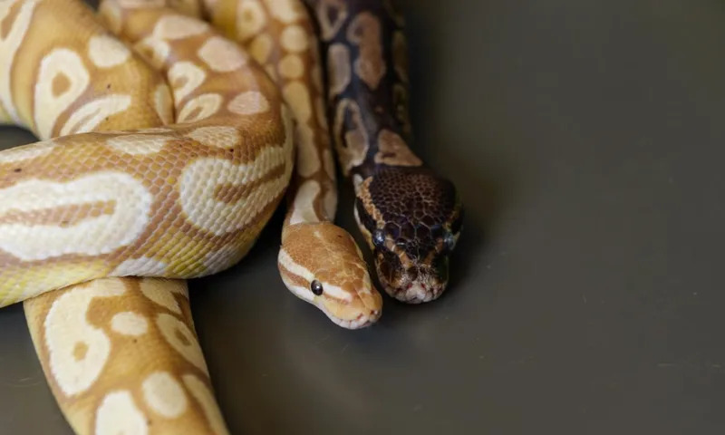 Molekul iz krvi pitona (pTOS) prigušuje apetit kod miševa — bez tipičnih nuspojava