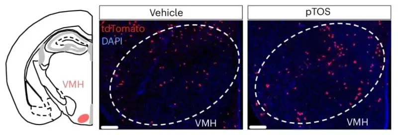 Molekul iz krvi pitona (pTOS) prigušuje apetit kod miševa — bez tipičnih nuspojava